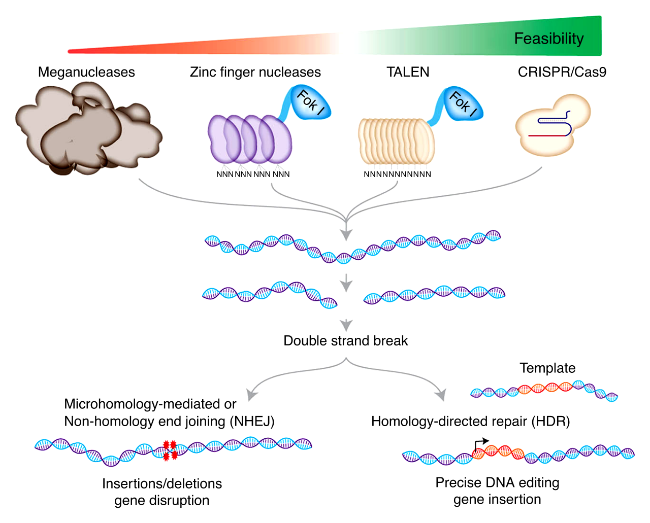 gene editing