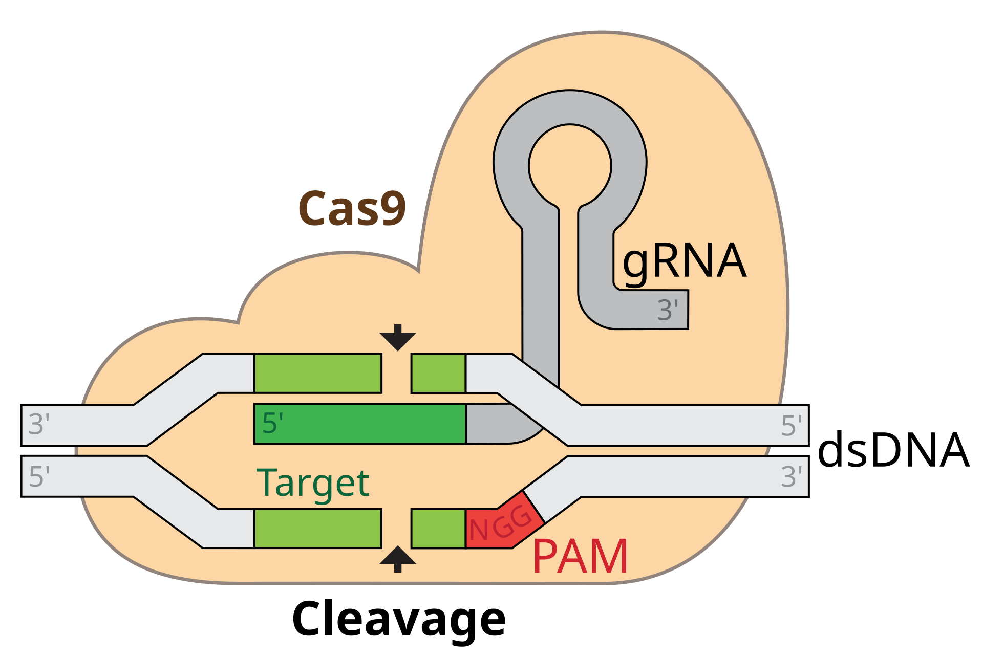 CRISPR-Cas9
