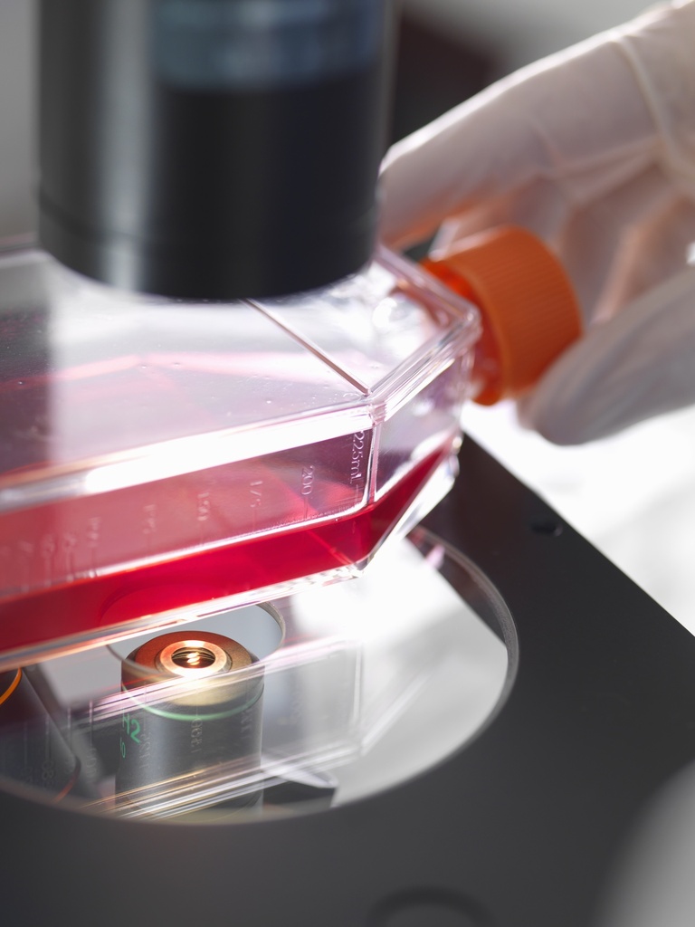 SH-SY5Y cell line stably expressing Green Fluorescent tau and Red Fluorescent alpha-synuclein